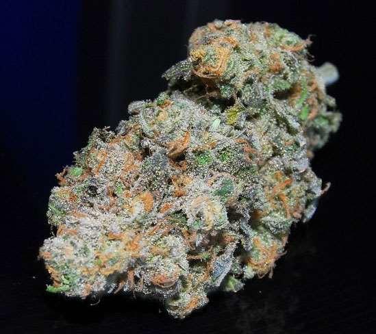 Blue Dream Regular Seeds - 12