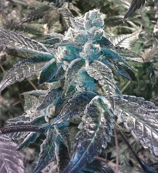 Girl Scout Cookies Feminised Seeds - 6 Seeds