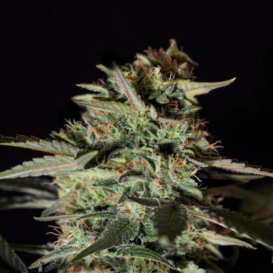 Medizinal CBD Feminised Seeds