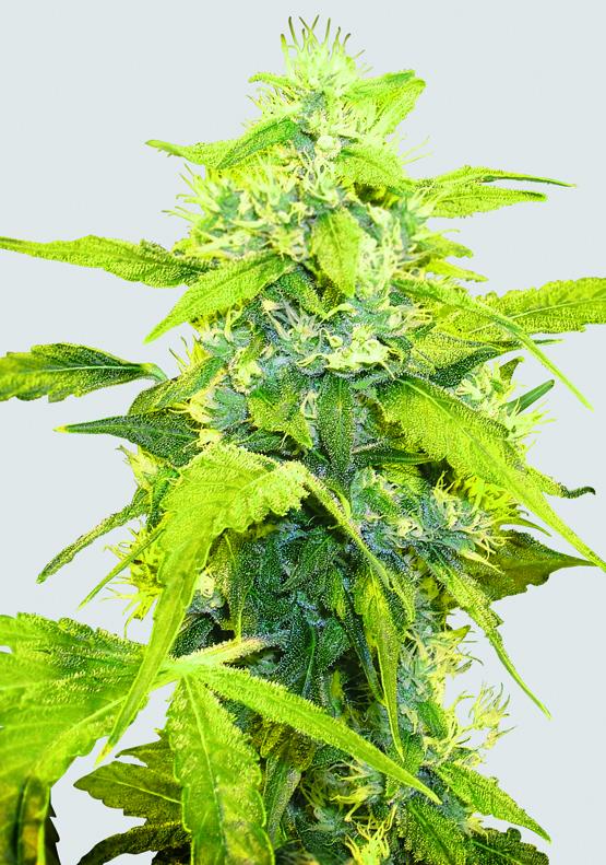 Bubblelicious Regular Seeds - 10