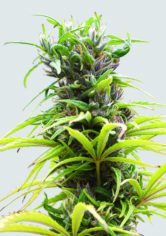 Hawaii Maui Waui Regular Seeds - 10