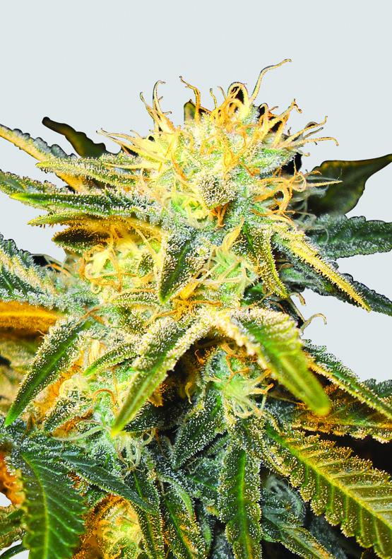 Ice Regular Seeds - 10