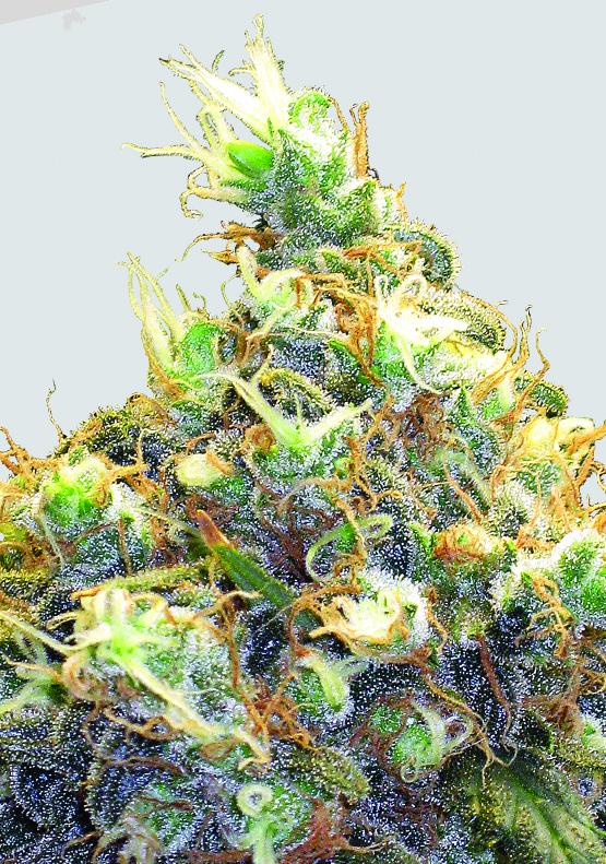 Mango Skunk Feminised Seeds - 5