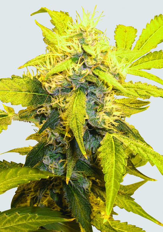 Misty Kush Feminised Seeds - 5