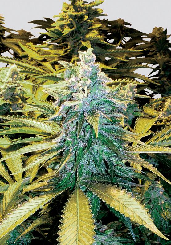 Snow White Regular Seeds - 10