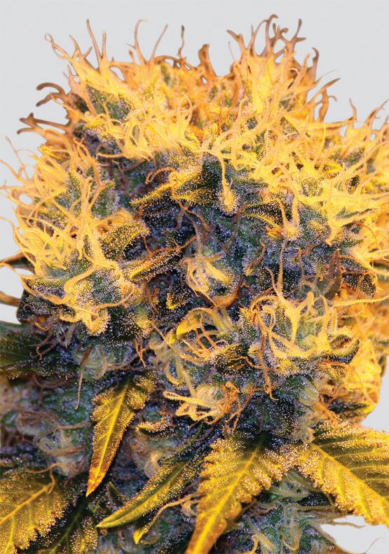 Sterling Haze Regular Seeds - 10