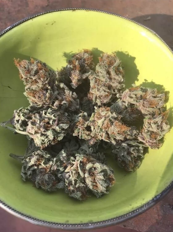 Golden Apple Haze Regular Cannabis Seeds