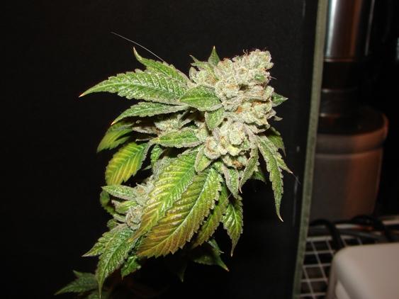 Larry OG Kush Regular Seeds - 10