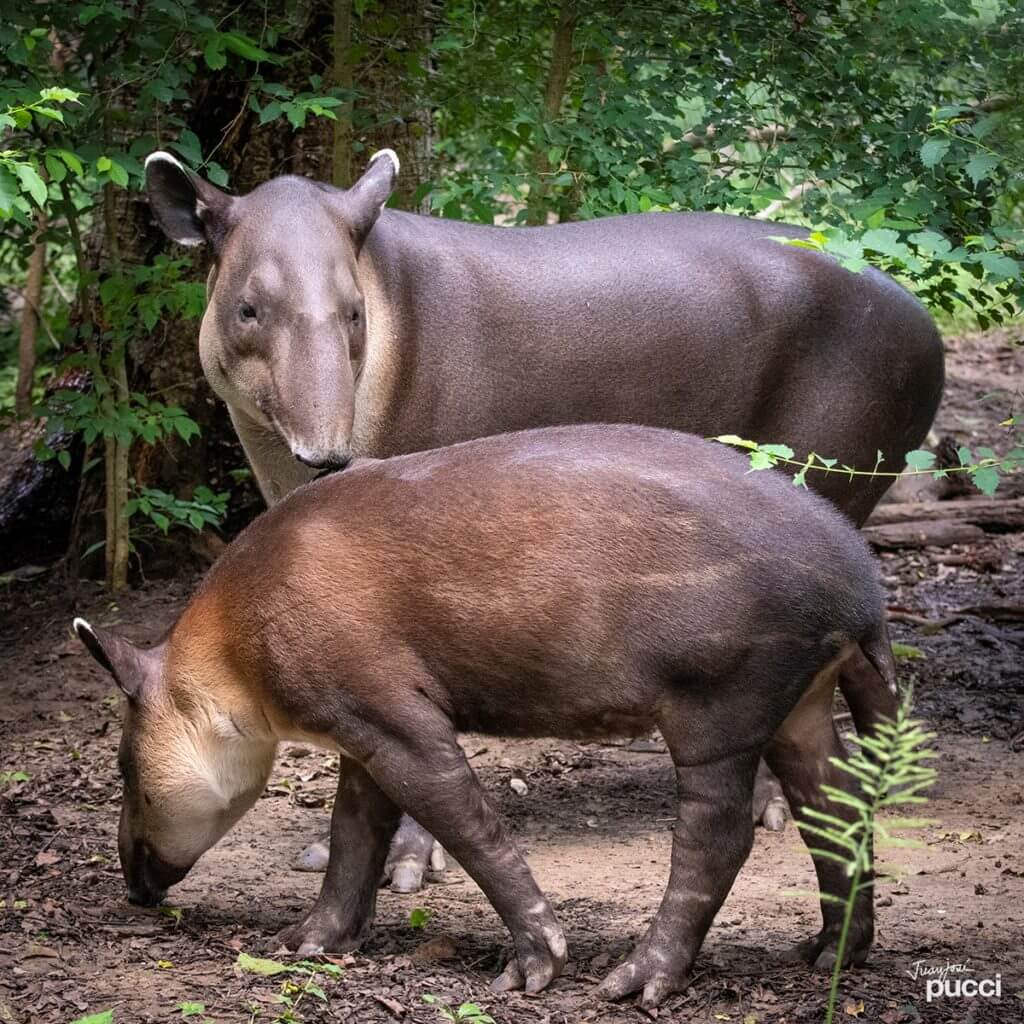 The tapir in NATUWA Costa Rica