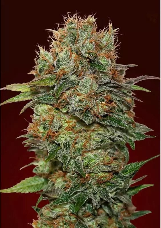 Chocolate Kush Auto Feminised Seeds