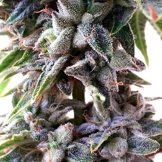 OG Strawberry Star Killer Regular Seeds - 12