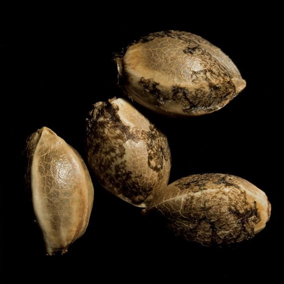 Holy Grail Kush Feminised Seeds - Image 4