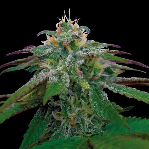 X18 Pure Pakistani Regular Seeds