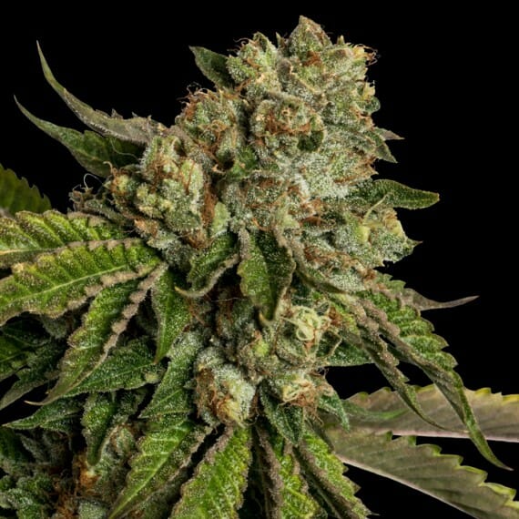 Kosher Kush Regular Seeds - Image 2
