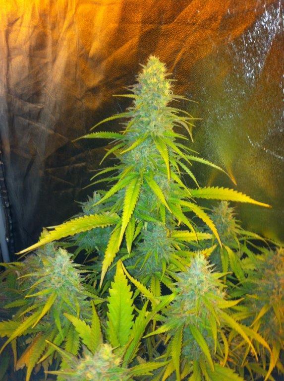 Mexican Haze Feminised Seeds