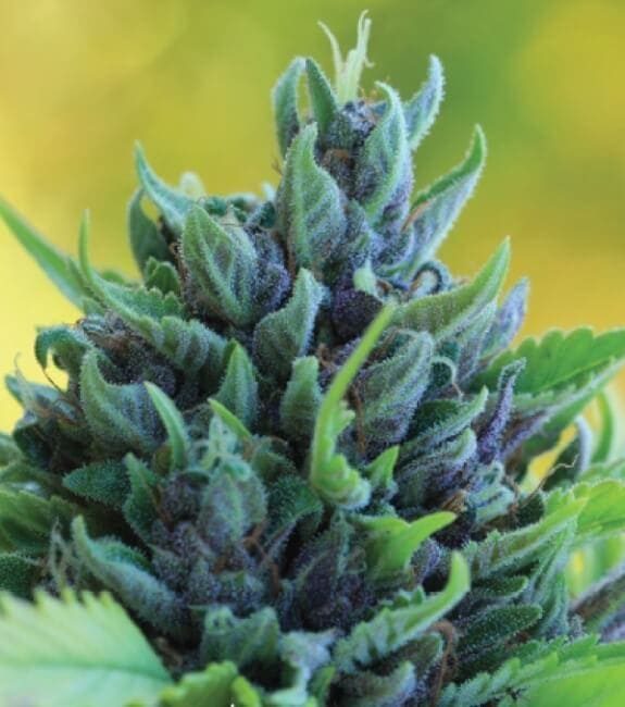 Humboldt Dream Auto Feminised Cannabis Seeds by Humboldt Seed Co.