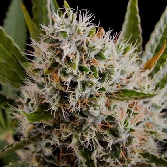 Lithium OG Kush Feminised Seeds - 5 - Image 2