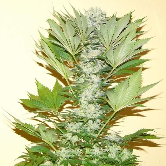 Misty Kush Feminised Seeds - 5 - Image 2