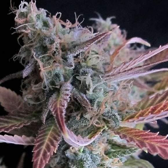 Raspberry Cough Feminised Seeds - 5 - Image 2