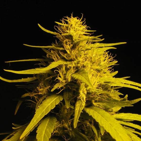 Amnesia Haze Feminised Seeds - 5