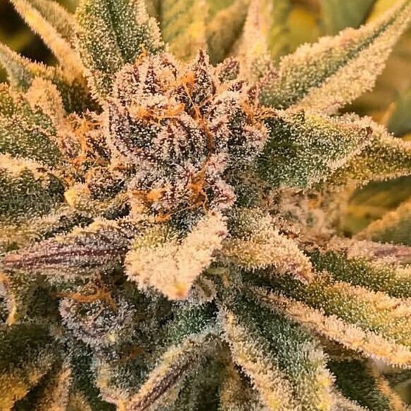 True Love Regular Seeds