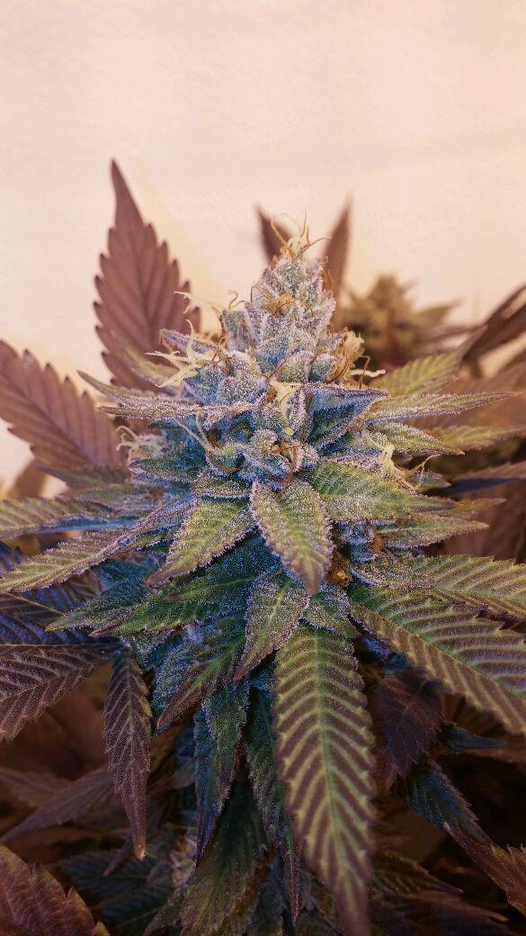 Viper City OG 13 Feminised Seeds - 6