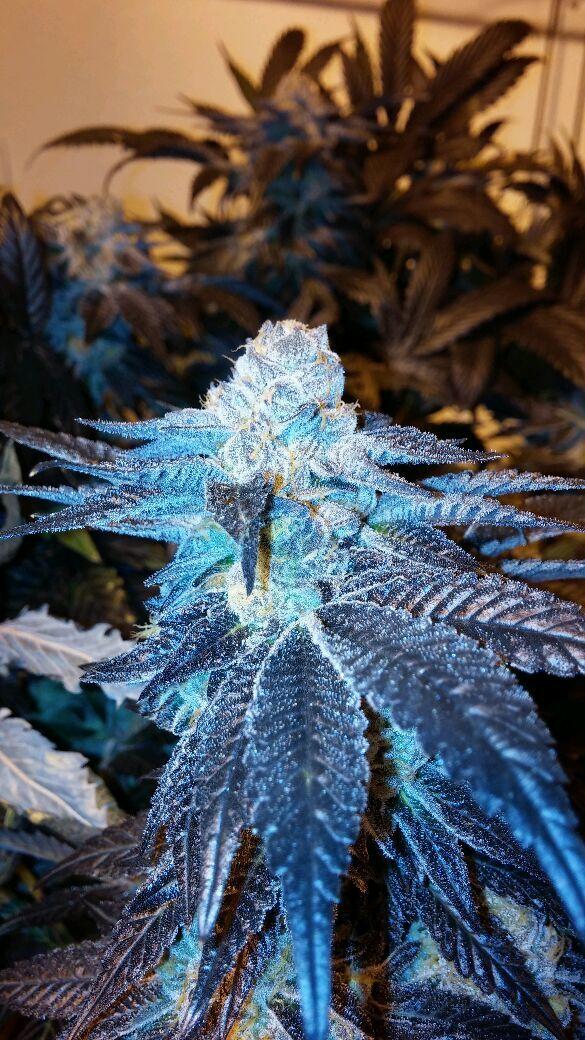 Viper Cookies Feminised Seeds - 6