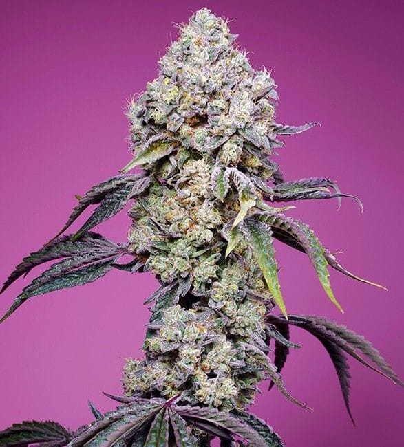 Sweet Mandarine Zkittlez F1 FAST Feminised Cannabis Seeds by Sweet Seeds