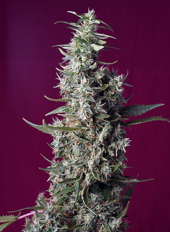 Sweet Cherry Pie Feminised