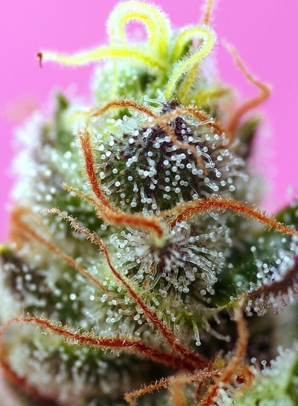 Sweet Mimosa XL Auto Feminised Cannabis Seeds by Sweet Seeds