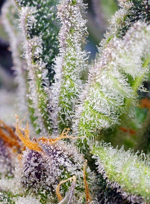 Sweet Mandarine Zkittlez F1 FAST Feminised Cannabis Seeds by Sweet Seeds