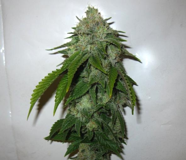 Cornerstone Regular Seeds