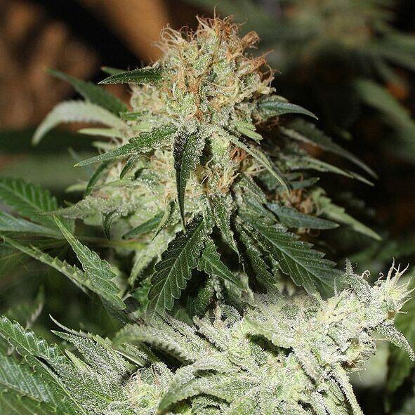 Strawberries & Cream Feminised Seeds - 5 - Image 2
