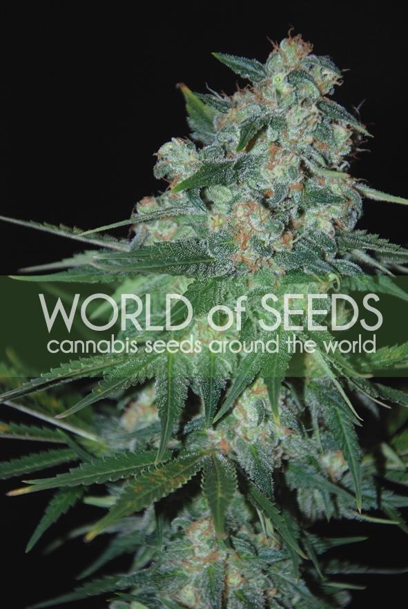 Ketama Feminised Seeds - Image 2