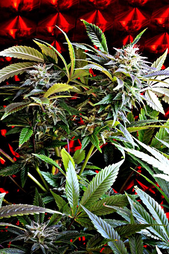 Strawberry Skunk Feminised Seeds - 5