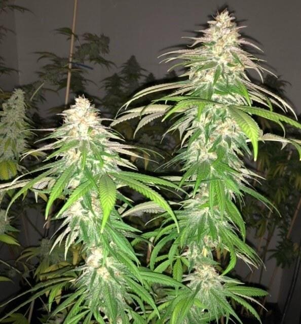 Purple Strawberry Sherbet Feminised Seeds - 5 - Image 2