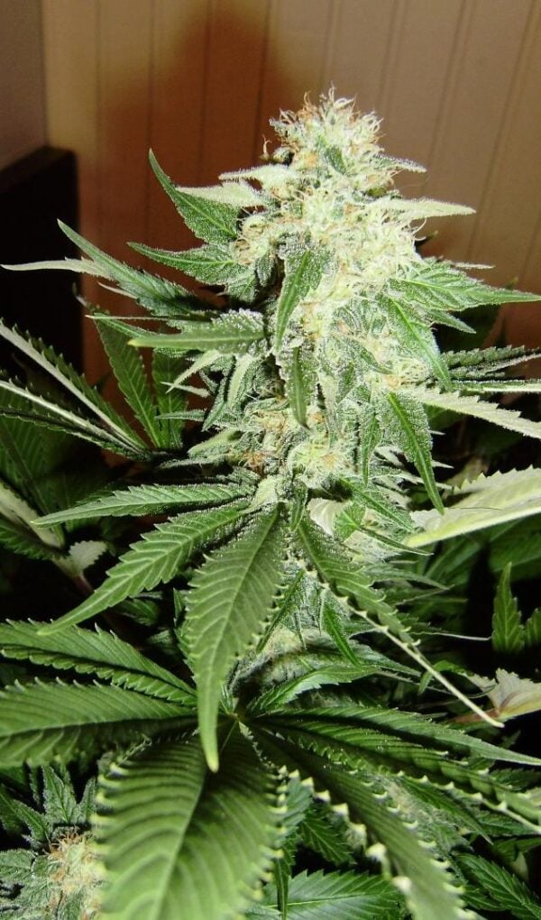 Purple Haze Feminised Seeds - Image 2