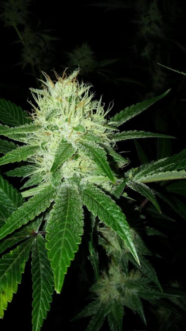Mountain Dew Baja Blast Regular Seeds - 10
