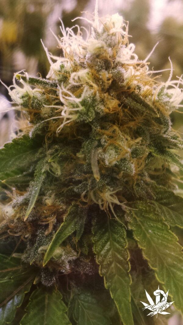 Honey OG Feminised Seeds - 5