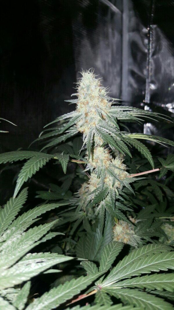 Skywalker Auto Feminised Seeds