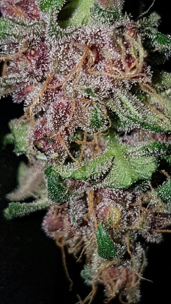 Black Berry Auto Feminised Seeds - Image 2