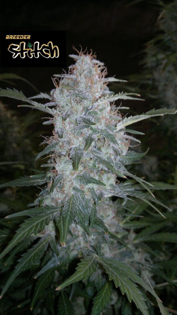 White Sirius Auto Regular Seeds - 8 - Image 2