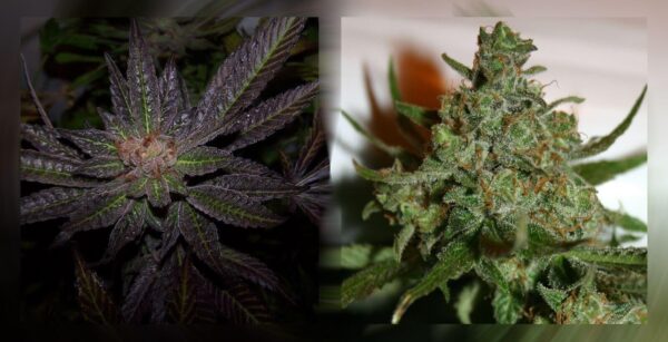 Rainbow Jones Feminised Seeds - 5 - Image 2