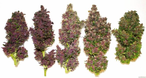 Smooth Smoke Feminised Seeds - Image 2