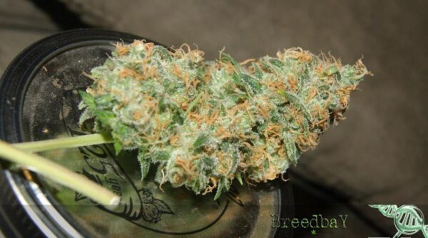Prayer Tower Regular Seeds - 11