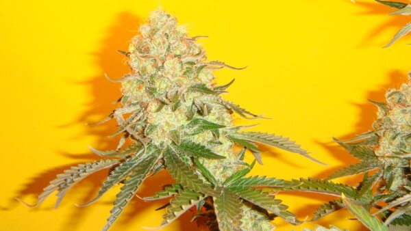 Chem #4 x OTM #1 Regular Seeds - 10