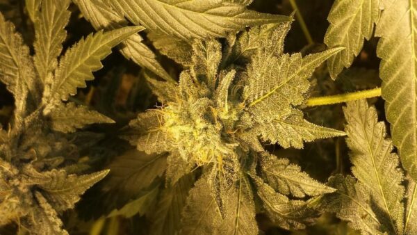 OG Critical Feminised Seeds