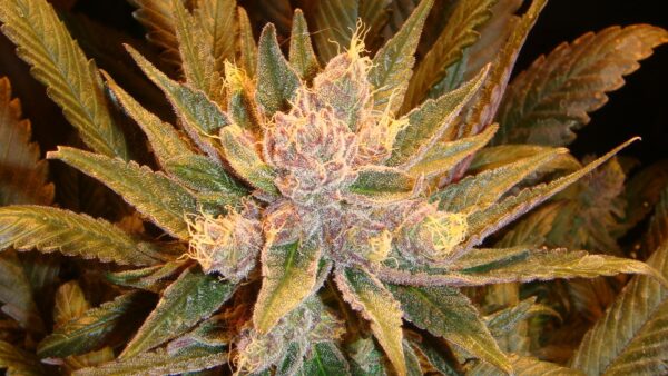 Old Time Moonshine - 10 Regular Seeds