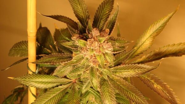 Old Time Moonshine - 10 Regular Seeds - Image 2