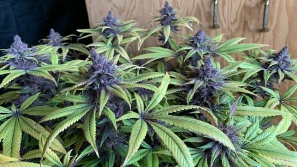Pakistan Chitral Kush Regular Cannabis Seeds